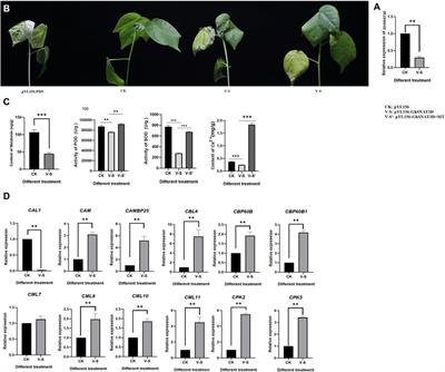 Identification of SNAT Family Genes Suggests GhSNAT3D Functional Reponse to Melatonin Synthesis Under Salinity Stress in Cotton